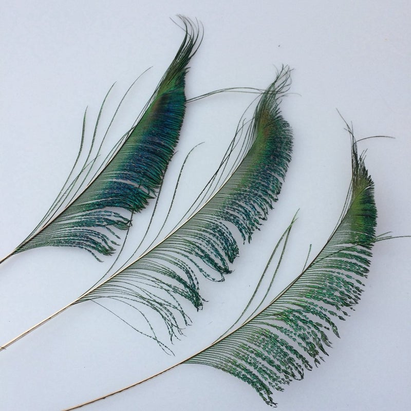 Sowder Natural Peacock Sword Feathers 10-15 Inches for Wedding Home Decoration Pcak of 30 - Image 2
